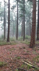 Mistig bos