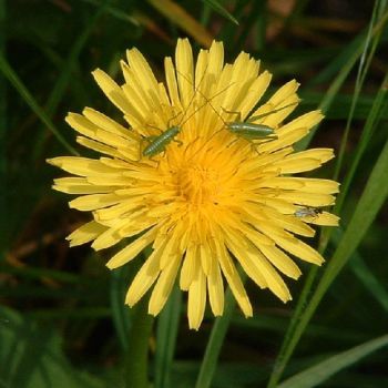 paardenbloem
